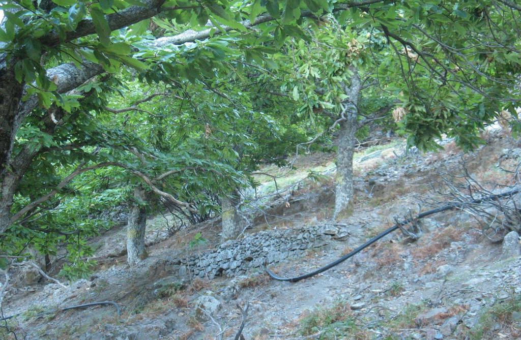 Καστανεώνας στην περιοχή Έλους με