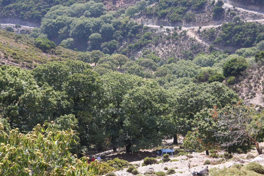 Πυκνός καστανεώνας σε