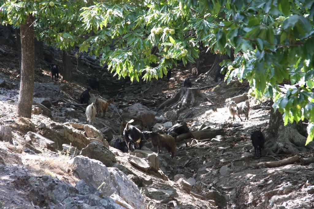 Περιφραγμένοι καστανεώνες αποτελούν χώρους