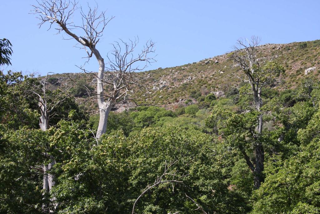 Σε τέτοιους καστανεώνες θα έπρεπε να εφαρμόζονται