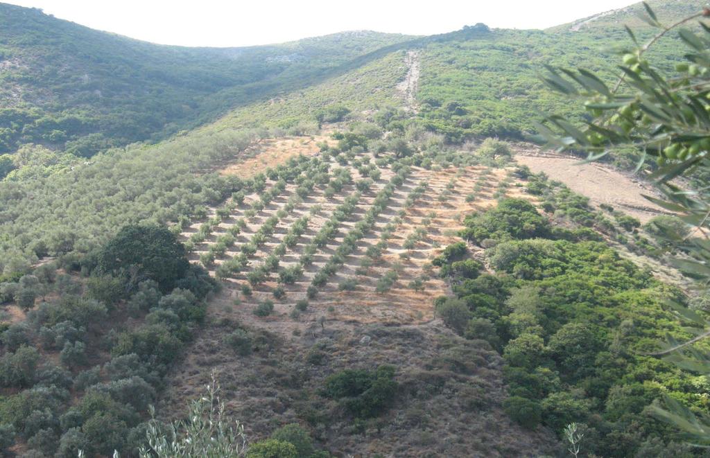 Όπου υπάρχει διαθέσιμο νερό και όξινα εδάφη θα μπορούσε