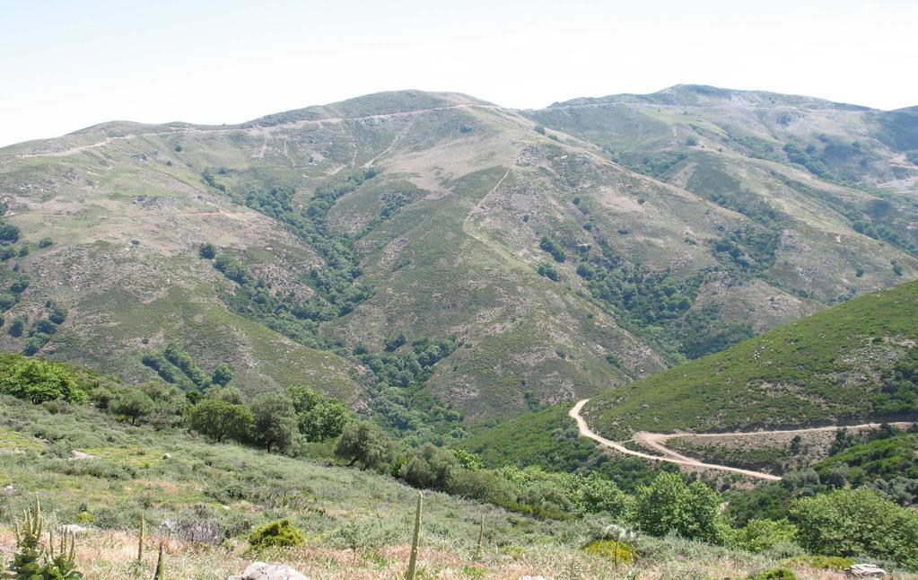 Πανοραμική άποψη καστανεώνων οι