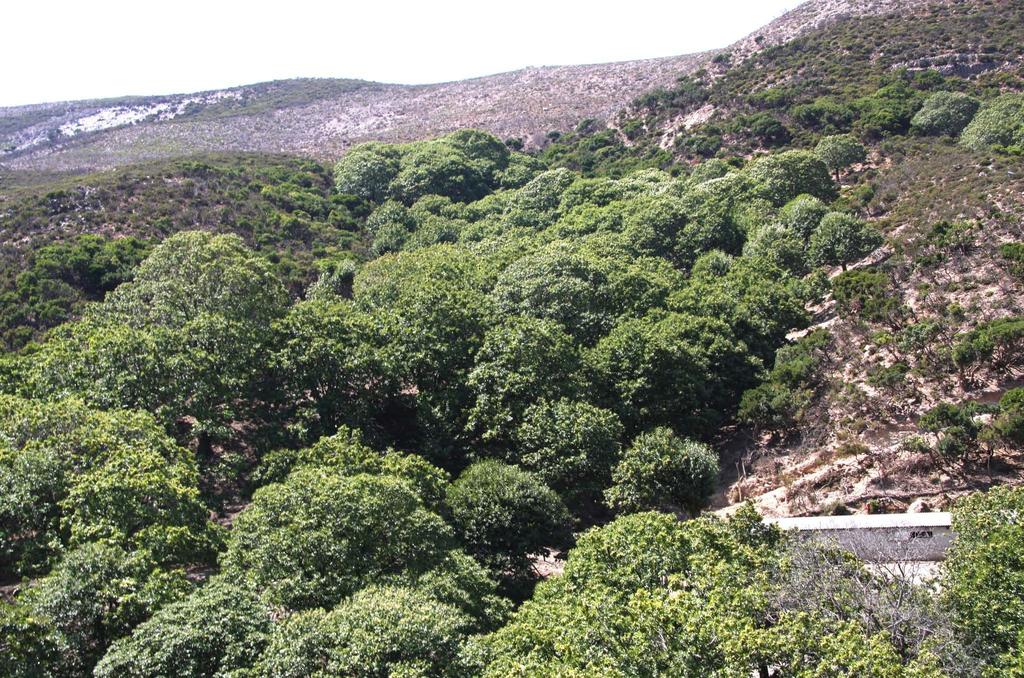 ...ενώ οι πλαγιές καλύπτονται