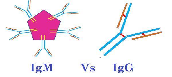 Ανοσοσφαιρίνες ΙgM / IgG ΙgM Πενταμερές μόριο Διαθέτουν 10 θέσεις σύνδεσης Το μεγάλο μέγεθος διευκολύνει να συλλαμβάνουν δύο ή περισσότερα ερυθρά και να