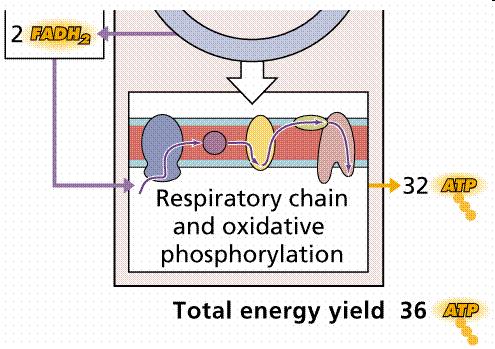 energije pri popolni oksidaciji