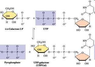 Sinteza glikogena Regulacija nivoja glukoze v krvi Biosinteza laktoze glukoza-6-fosfat + UTP + (glukoza) n + H 2 O (glukoza) n+1 + UDP + 2 P i Sinteza: glikogen-sintaza Razgradnja: