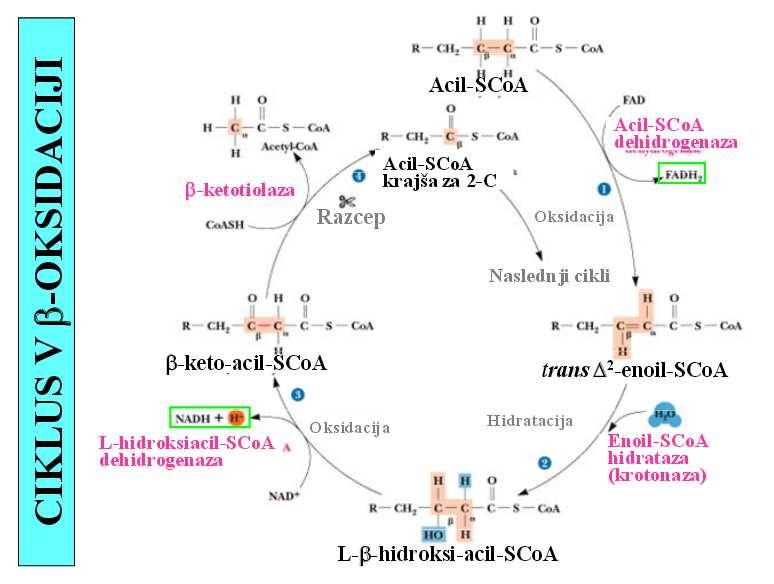 REZULTAT β-oksidacije ENERGIJSKA BILANCA OKSIDACIJE