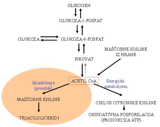 KETONSKA