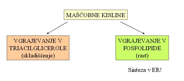KISLIN NADALJNJE