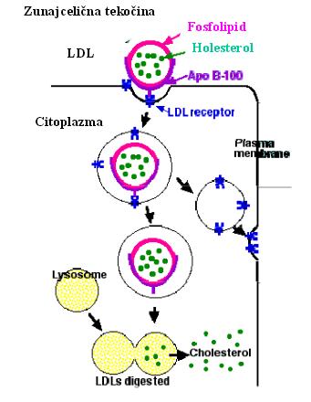 LIPOPROTEINI Endocitoza LDL METABOLIZEM