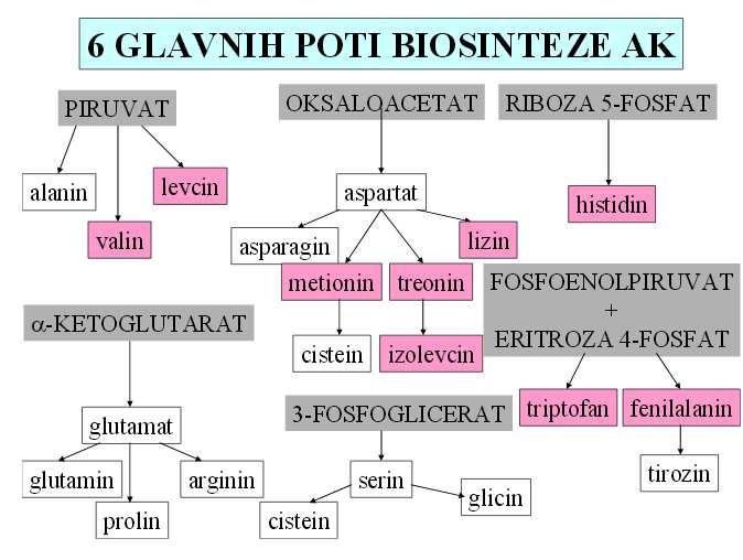 ANABOLIČNE POTI AK