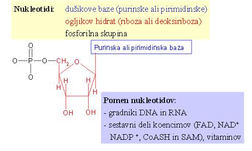 Metabolizem nukleotidov Purini!