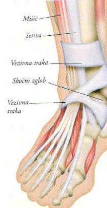 Održavanje stabilnosti zglobova Ligamenti čvrste i elastične trake vezivnog