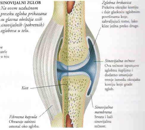 zglob od oštećenja i povreda i pruža mu stabilnost i fleksibilnost Unutrašnje