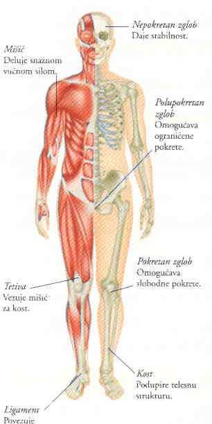 SKELETNO MIŠIĆNI SISTEM osnova na kojoj je telo izgrađeno i omogućava