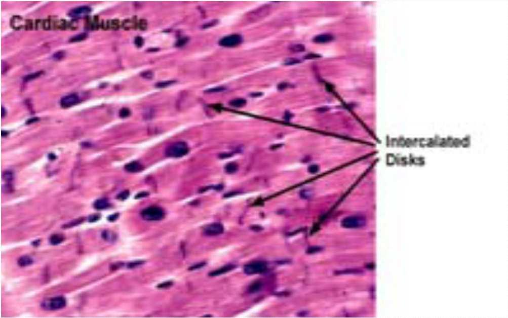 SRČANO MIŠIĆNO TKIVO Gradi myocardium Poprečnoprugasta mišićna vlakna Kraća od skeletnih Granaju se i međusobno anastomoziraju Poseduju prelazne ploče (disci intercalares) na mestima spajanja