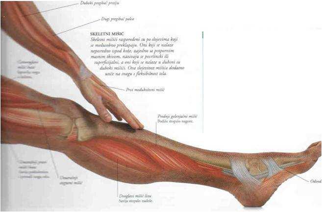 deltoid (deltasti m), triceps brachii, biceps brachii, brachioradialis (dugi pregibač palca), fleksor capri radialis (duboki pregibač