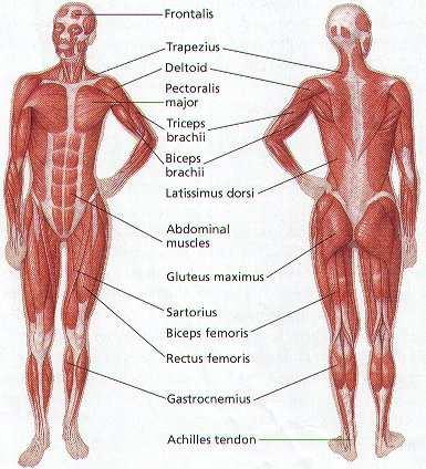 gluteus maximus (veliki sedalni m)