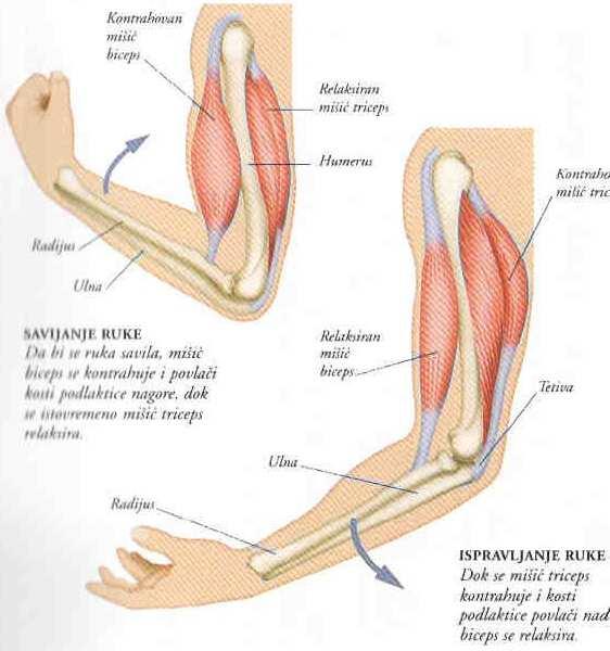 rastežući se preko zgloba; mišići vuku kosti; raspoređeni u parovima na suprotnim stranama zgloba naizmenična