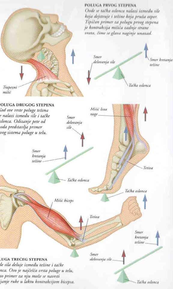 Poluge kosti deluju kao poluge, mišićna aktivnost je sila koja deluje na polugu, deo tela
