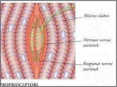 Kontrola mišićne aktivnosti putem nervnog sistema Nervni sistem nervno-mišićna sinapsa mišićna kontrakcija Završna motorna ploča: hemijska sinapsa, acetilholin, N(nikotinergički)-holinoceptori