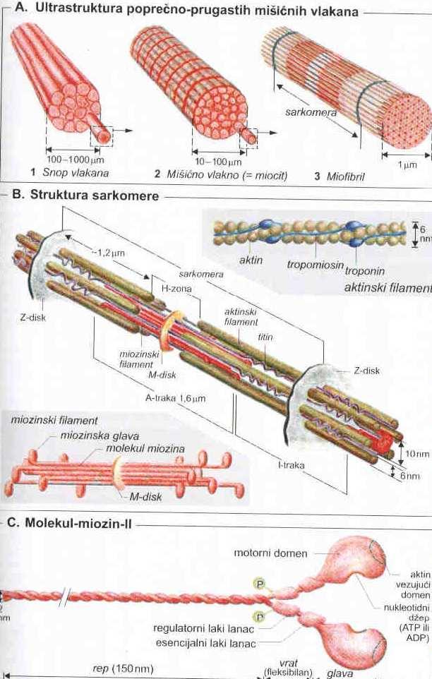 Kontraktilni aparat porečno-prugastog mišića Snop mišićnih vlakana Mišićno vlakno (miocit) sarkolema, sarkoplazma, mitohondrije, miofibrili Sarkomere ograđene Z linijama od aktina, miozina,