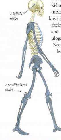 SKELET Skelet odrasle osobe čini 206 kostiju Skelet nosi meka tkiva i daje oblik telu Kosti simetrično raspoređene na obe strane tela i