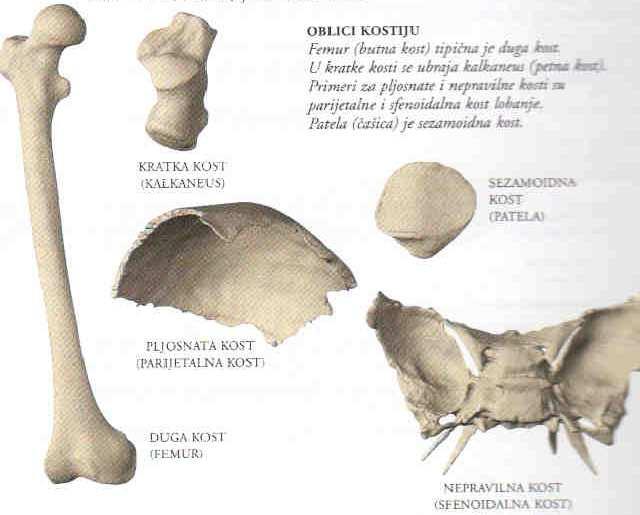 Apendikularni skelet pričvršćene za aksijalni skelet, 126 kostiju, obezbeđuju pokretljivost (kosti udova, lopatice, karlica) Konstrukcija