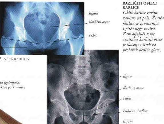 KARLICA oblik prstena izgrađen od velikih kostiju (krsna kost, dve