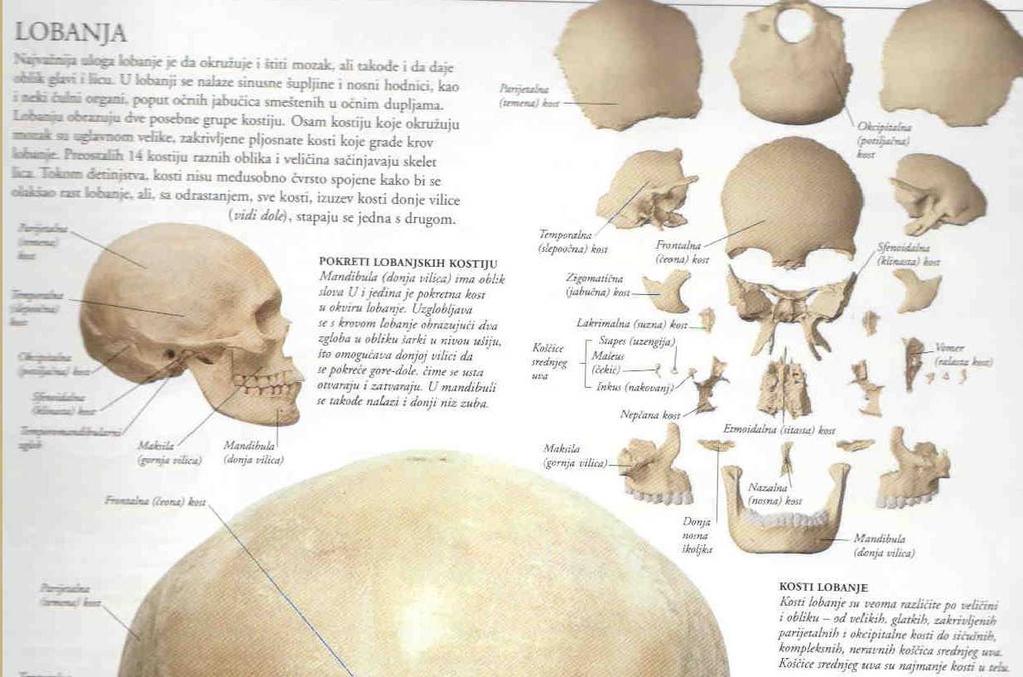 LOBANJA 8 velikih, pljosnatih kostiju oblaže mozak: okcipitalna (potiljačna), frontalna