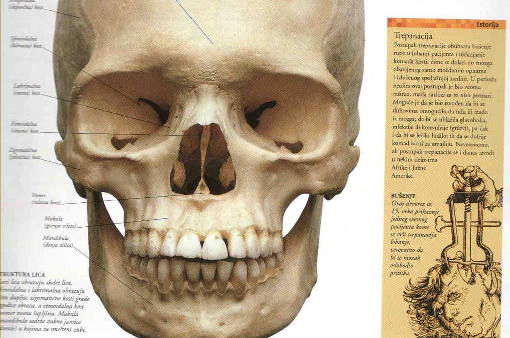 kostiju različitog oblika čine skelet lica: sfenoidalna, etmoidalna, lakrimalna, vomer,