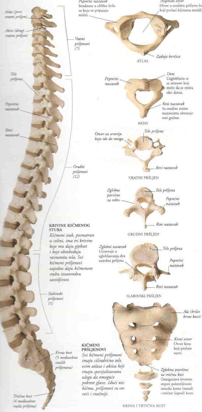 KIČMA 33 kičmena pršljena povezani pokretnim zglobovima; vratni (cervikalni) 7 p, grudni