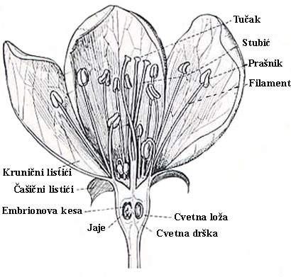 Cvet Cvet organ koji ukoliko se oplodi iz njega se razvija plod. Cvet se sastoji iz: čašičnih listića, kruničnih listića, prašnika, tučka.