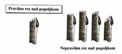 Kada su preseci napravljeni na podlozi i kalem grančici oni se spajaju i vežu kalemarskim gumicama, posle vezivanja vrši se premazivanje preseka kalem voskom ili parafinom.