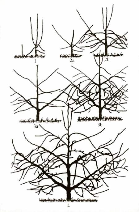 Kosa palmeta: pljosnati uzgojni oblici koje se osnovne grane pružaju. Ovaj uzgojni oblik pre pojave vretenastog žbuna i vitkog vretena bio je vodeći kod jabuke, kruške pa i breskve.