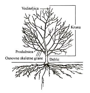 Stablo Stablo je nadzemni deo voćke. Na stablu se razlikuju dva dela: deblo i kruna. Deblo je deo između korenovog vrata i krune, visina zavisi od uzgojnog oblika i krune.