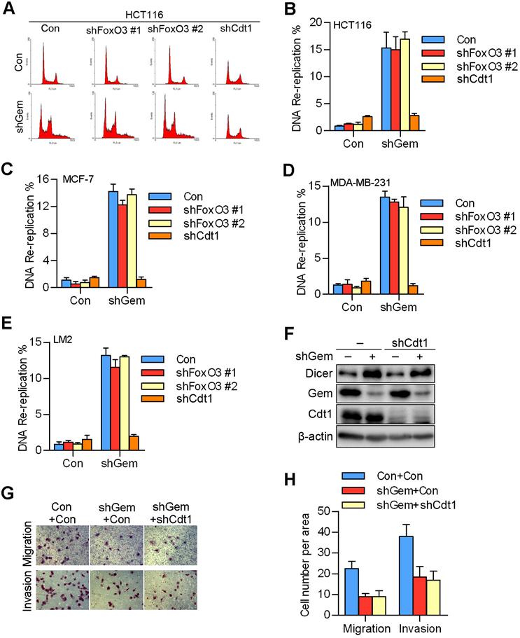 96 97 98 99 100 101 102 103 104 1 1 107 108 109 110 111 1 1 114 115 Supplemental Figure 6. Geminin s dual roles in DNA-replication and in metastasis are separate from each other.