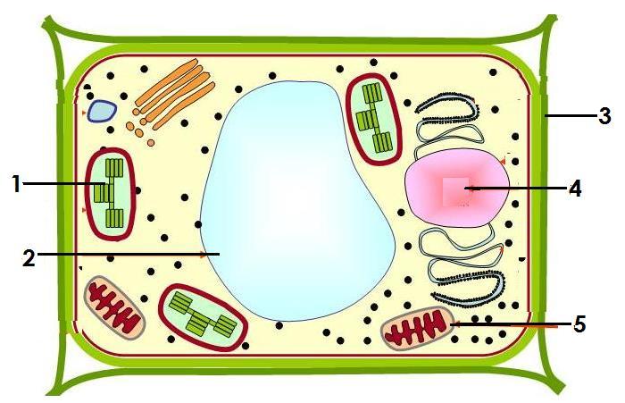 μανιτάρι σκύλος αμοιβάδα βακτήριο Ε Ε Ε Π (4 Χ 0.25 μ = 1 μ) μ: (δ) Πιο κάτω απεικονίζεται ένα κύτταρο. Να απαντήσετε στις ερωτήσεις που ακολουθούν. Ι.