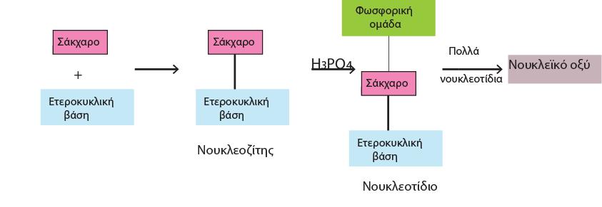 2. ΔΟΜΗ ΚΑΙ ΙΔΙΟΤΗΤΕΣ ΤΟΥ DNA 2.1 ΝΟΥΚΛΕΪΚΑ ΟΞΕΑ ΚΑΙ ΝΟΥΚΛΕΟΤΙΔΙΑ Σχήμα 2.