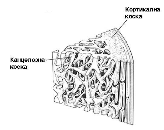 влага (Carter, Norton,2007). Горивни ќелии се еден од клучните компоненти на водородната економија.