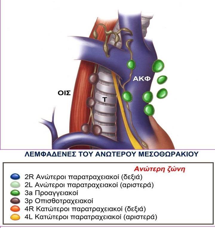 αορτοπνευμονικής ζώνης.