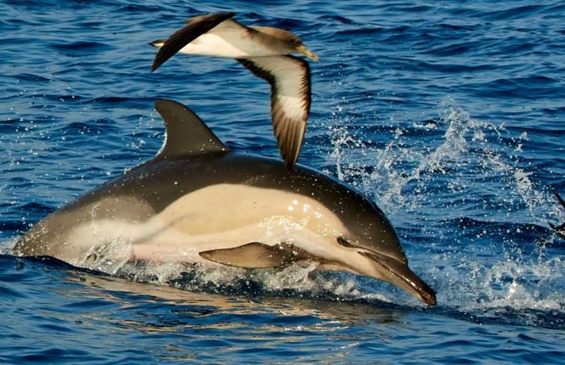 Κοινό δελφίνι Το κοινό δελφύνι κϊποτε αποτελούςε το πιο κοινό εύδοσ δελφινιού ςτην Ελλϊδα, αλλϊ δυςτυχώσ πλϋον