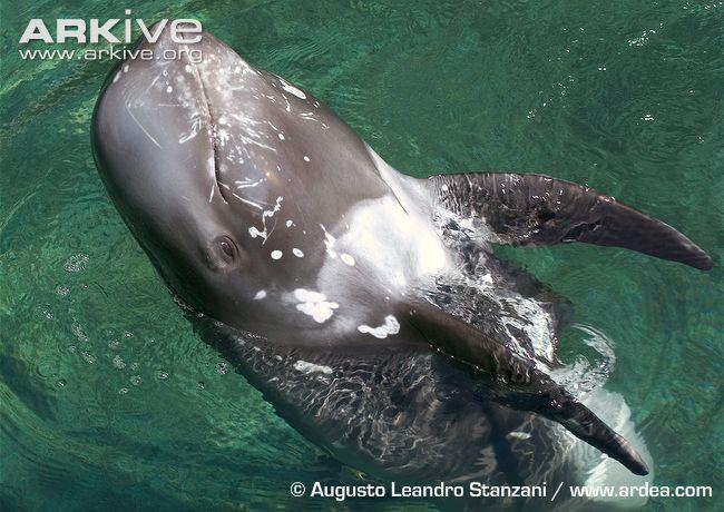 τακτοδζλφινο Το ςταχτοδϋλφινο εύναι ϋνα μεγαλόςωμο εύδοσ δελφινιού που ζει ςε όλουσ τουσ ωκεανούσ του κόςμου.