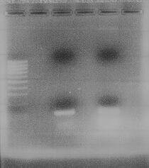 MUTAGENEZA I krug PCR produkt 100 bp H75W -primer SB3 for, mutageni primer (5 -