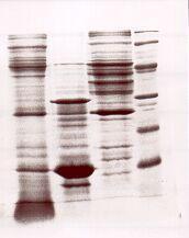 Ekspresija proteina 1 2 3 M OD600 2 1,8 1,6 1,4 1,2 1 0,8 0,6 0,4 0,2 0 0 0,2 ml 1 M IPTG 2 4 6 vrijeme [h] 8 10 H75W Slika 14: Vremenska zavisnost rasta kompetentnih ćelija BL21(DE3)plysS sa