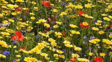 Οι ποικιλίες αυτές είναι ετήσιες και έιναι εξειδικευμένες για αυξημένη απορρόφηση CΟ 2 και για μέγιστη βλαστικότητα. Είναι ο τέλειος συνδυασμός άγριων λουλουδιών και λουλουδιών κήπου.