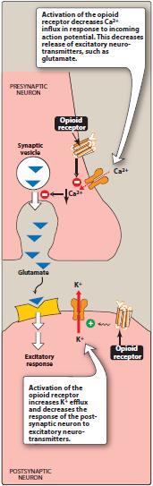 ΜΗΧΑΝΙΣΜΟΣ ΔΡΑΣΗΣ Η ενεργοποίηση των οπιοειδικών υποδοχέων (συνδεδεμένοι με G πρωτεΐνη), μετά από την εκλεκτική σύνδεση φυσικών ή συνθετικών οπιοειδών σε αυτούς,