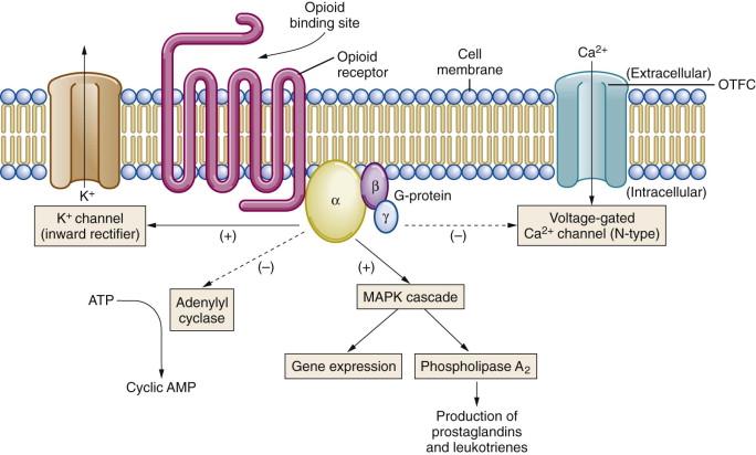 Δεδομένης της αναγκαιότητας των ιόντων ασβεστίου για τη μετάδοση των νευρικών ώσεων στη μετασυναπτική μεμβράνη προκύπτει ότι τα οπιοειδή μειώνουν την απελευθέρωση