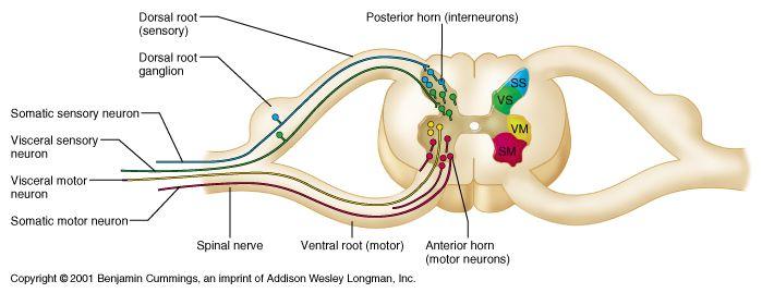 β 1) Από την περιφέρεια παραλαμβάνεται το ερέθισμα με κεντρομόλες νευρικές ίνες (afferent nerve
