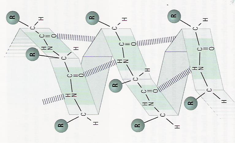 2. Caracterizarea enzimei 2.2.